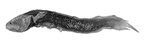 Image of Mascarenichthys microphthalmus 