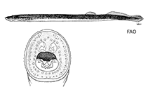 Image of Mordacia praecox (Non-parasitic lamprey)