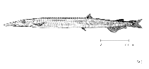 Image of Notolepis annulata (Ringed barracudina)