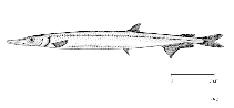 Image of Notolepis coatsorum (Antarctic jonasfish)