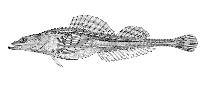 Image of Occella dodecaedron (Bering poacher)