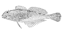 Image of Oligocottus maculosus (Tidepool sculpin)