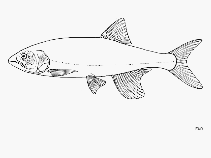 Image of Opsaridium microlepis (Lake salmon)