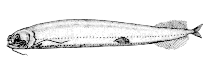 Image of Opostomias mitsuii (Pitgum lanternfish)