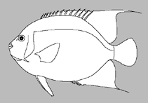 Image of Centropyge cocosensis (Cocos pygmy angelfish)
