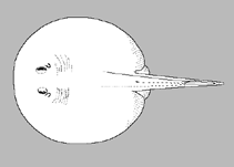 Image of Potamotrygon brachyura (Short-tailed river stingray)