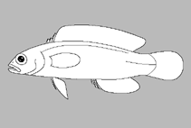 Image of Pseudochromis tauberae (Lightheaded dottyback)