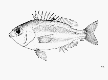 Image of Parascolopsis boesemani (Redfin dwarf monocle bream)