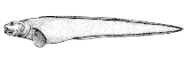 Image of Pachycara bulbiceps (Snubnose eelpout)