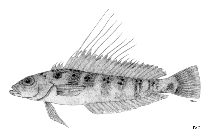 Image of Parapercis filamentosa (Threadfin sandperch)