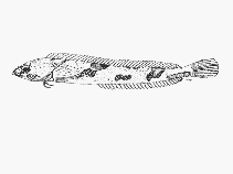Image of Pavoclinus smalei (Deep-reef klipfish)