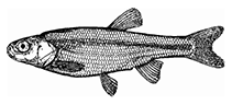 Image of Petroleuciscus kurui (Tigris chub)