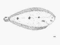 Image of Pegusa triophthalma (Cyclope sole)