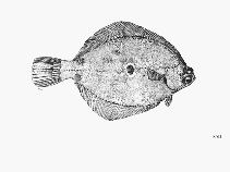 Image of Pleuronichthys ocellatus (Ocellated turbot)