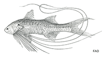 Image of Polynemus kapuasensis (Kapuas elegant paradise fish)