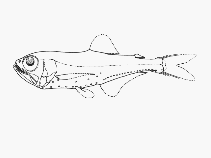 Image of Protomyctophum parallelum (Parallel lanternfish)