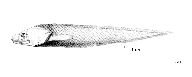 Image of Pseudonus acutus 