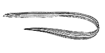 Image of Ptilichthys goodei (Quillfish)