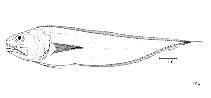 Image of Pycnocraspedum squamipinne (Pelagic cusk)