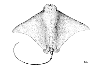 Image of Rhinoptera marginata (Lusitanian cownose ray)