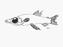 Image of Rhynchohyalus natalensis (Glasshead barreleye)