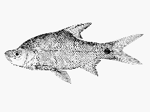 Image of Rohteichthys microlepis 