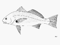 Image of Roncador stearnsii (Spotfin croaker)
