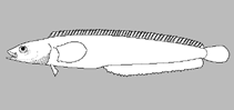 Image of Esselenichthys laurae (Twoline prickleback)