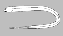 Image of Ophisternon candidum (Blind cave eel)