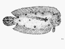 Image of Samariscus longimanus (Longfinned flounder)