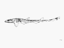 Image of Schroederichthys maculatus (Narrowtail catshark)