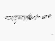 Image of Scyliorhinus torazame (Cloudy catshark)