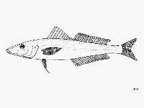 Image of Sillago microps (Small-eyed sillago)