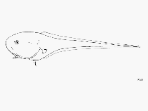Image of Squalogadus modificatus (Tadpole whiptail)