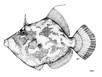 Image of Stephanolepis aurata (Porky)