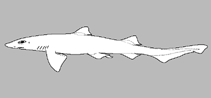 Image of Hemitriakis falcata (Sicklefin hound shark)
