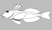 Image of Pterygotrigla macrorhynchus (Longnose gurnard)