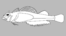 Image of Enneapterygius howensis (Lord Howe Threefin)
