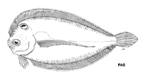 Image of Tosarhombus neocaledonicus 