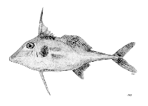 Image of Tripodichthys blochii (Long-tail tripodfish)