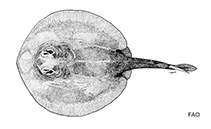 Image of Urolophus javanicus (Java stingaree)