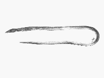 Image of Yirrkala tenuis (Thin sand-eel)
