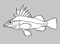 Image of Zanclorhynchus chereshnevi (Chereshnev’s horsefish)