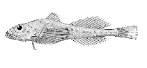 Image of Zesticelus profundorum (Flabby sculpin)