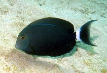 Image of Acanthurus gahhm (Black surgeonfish)
