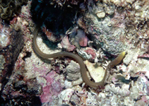 Image of Ahlia egmontis (Key worm eel)