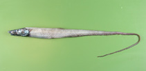 Image of Aldrovandia phalacra (Hawaiian halosaurid fish)