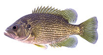 Image of Ambloplites cavifrons (Roanoke bass)