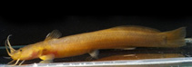 Image of Amblyceps cerinum 
