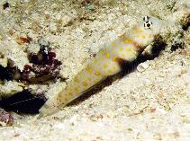 Image of Amblyeleotris guttata (Spotted prawn-goby)